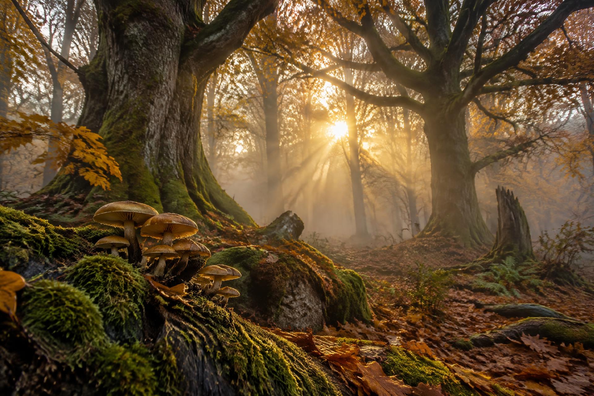Bosque otoñal con hongos sobre un tronco cubierto de musgo